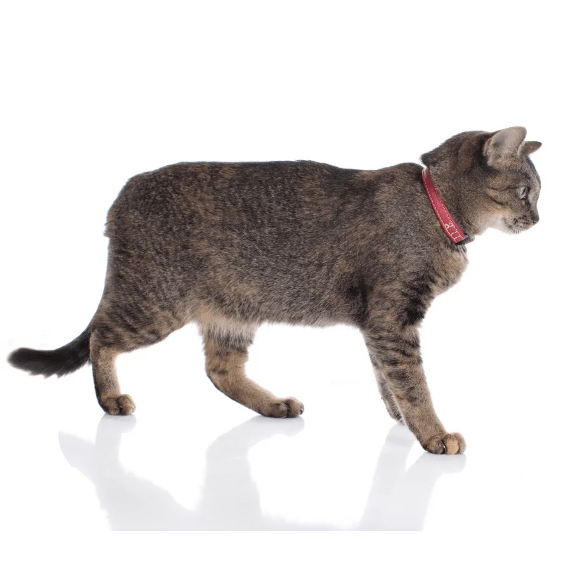 1. **Dog chest harness is anti-breakaway**Hunter Canadian Elk Leather Cat Collar