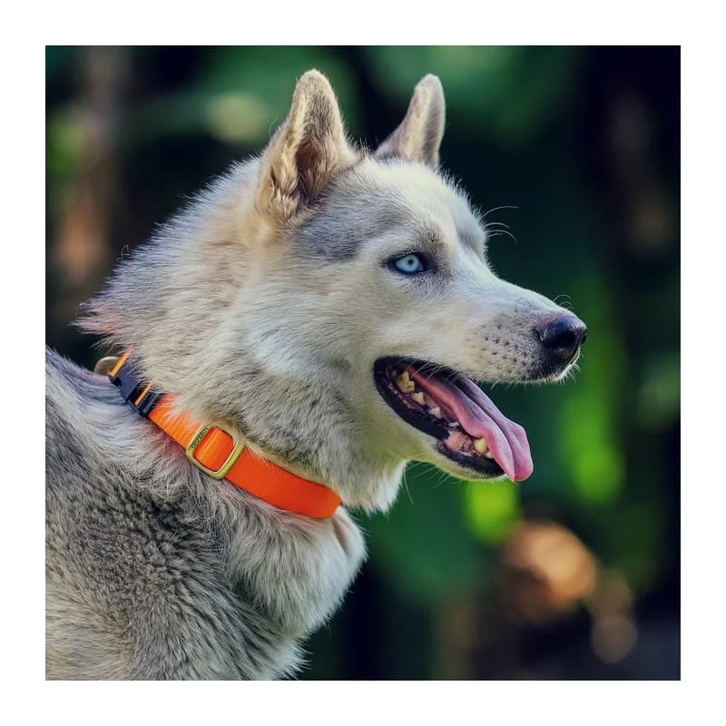 10. **Dog bathing brush massage**Forfurs Classic Snap Collar and Adjustable Leash Set